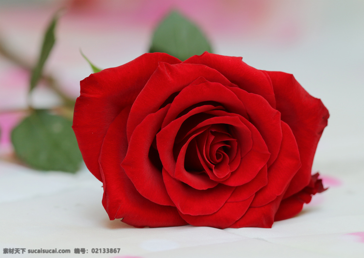 红玫瑰 玫瑰 玫瑰花 白玫瑰 粉玫瑰 粉红色 花朵 花苞 花骨朵 花卉 花草 壁纸 植物 特写 花瓣 花枝 花心 绿叶 叶子 叶片 花叶