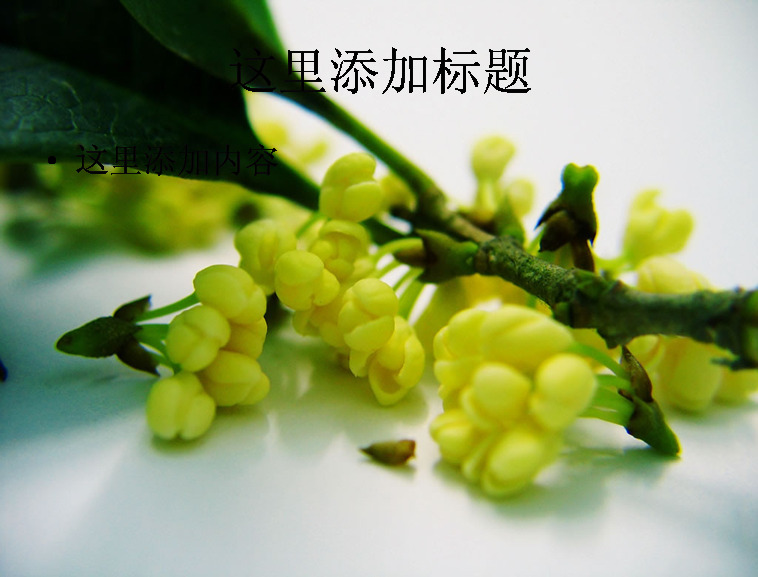 中秋 植物 桂花 高清 ppt2 黄色 自然风景 中秋节 迷人景色 模板