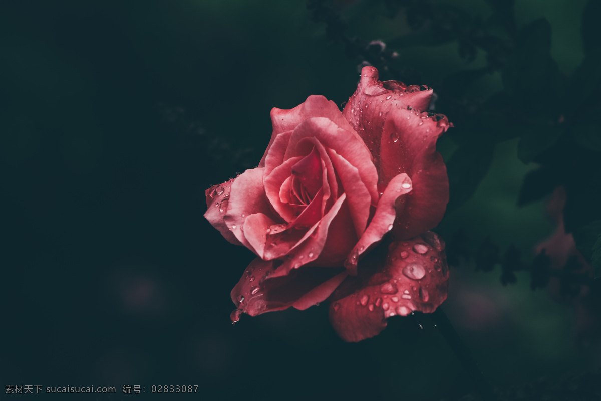 花朵 鲜花 花 粉色花 多种颜色 花朵特写 插花 花球 花束 情人节花朵 结婚花束 美丽 鲜艳 植物 红色 香槟色 白色 粉色玫瑰花 红色玫瑰花 花草集 生物世界 花草