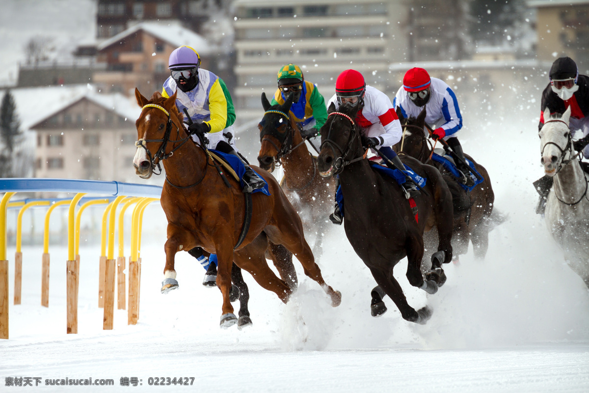 白雪 奔马 奔跑 比赛 动物世界 马年素材 赛马 马 驯马 狂奔 雪地 冬季赛马 生物世界 体育运动 文化艺术 节日素材 2015羊年