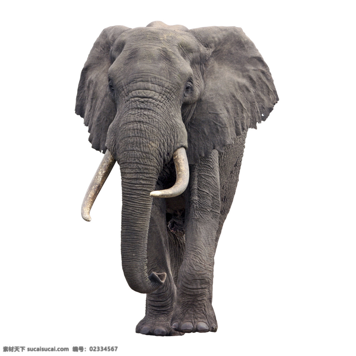 非洲大象 大象 庞然大物 庞大 象牙 象 野生动物 动物 生物世界