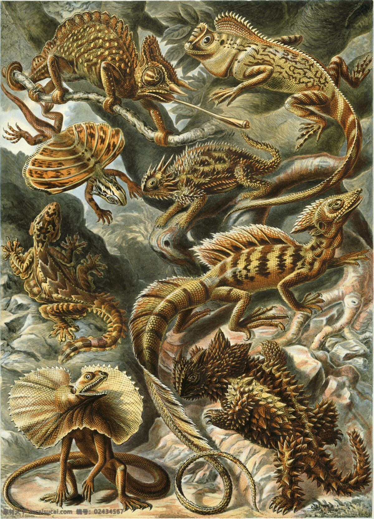 变色龙 古生物 生物草图 平版印刷 恩斯特海克尔 生物 素描 绘画书法 文化艺术