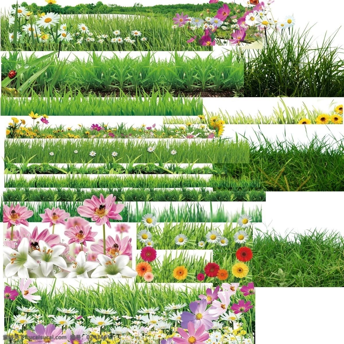 前景花草素材 前景花草 花草素材 花草 花圃 分层