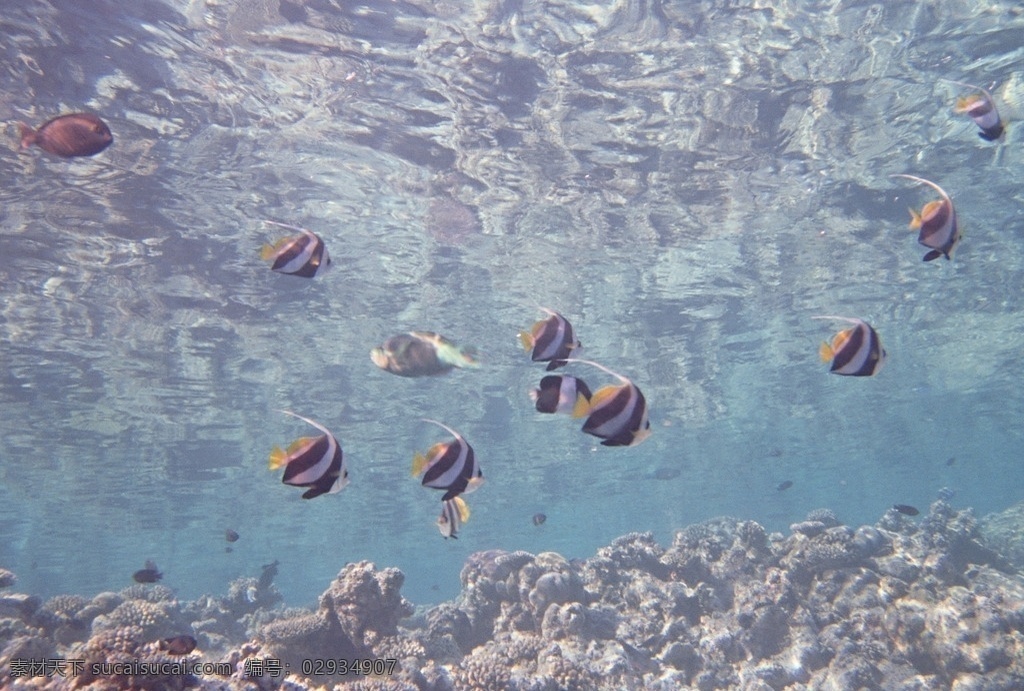 海洋生物 海底鱼类 海底鱼群 珊瑚 海水 海底摄影 海底世界 海底生物 海洋世界 图素动植物类 生物世界