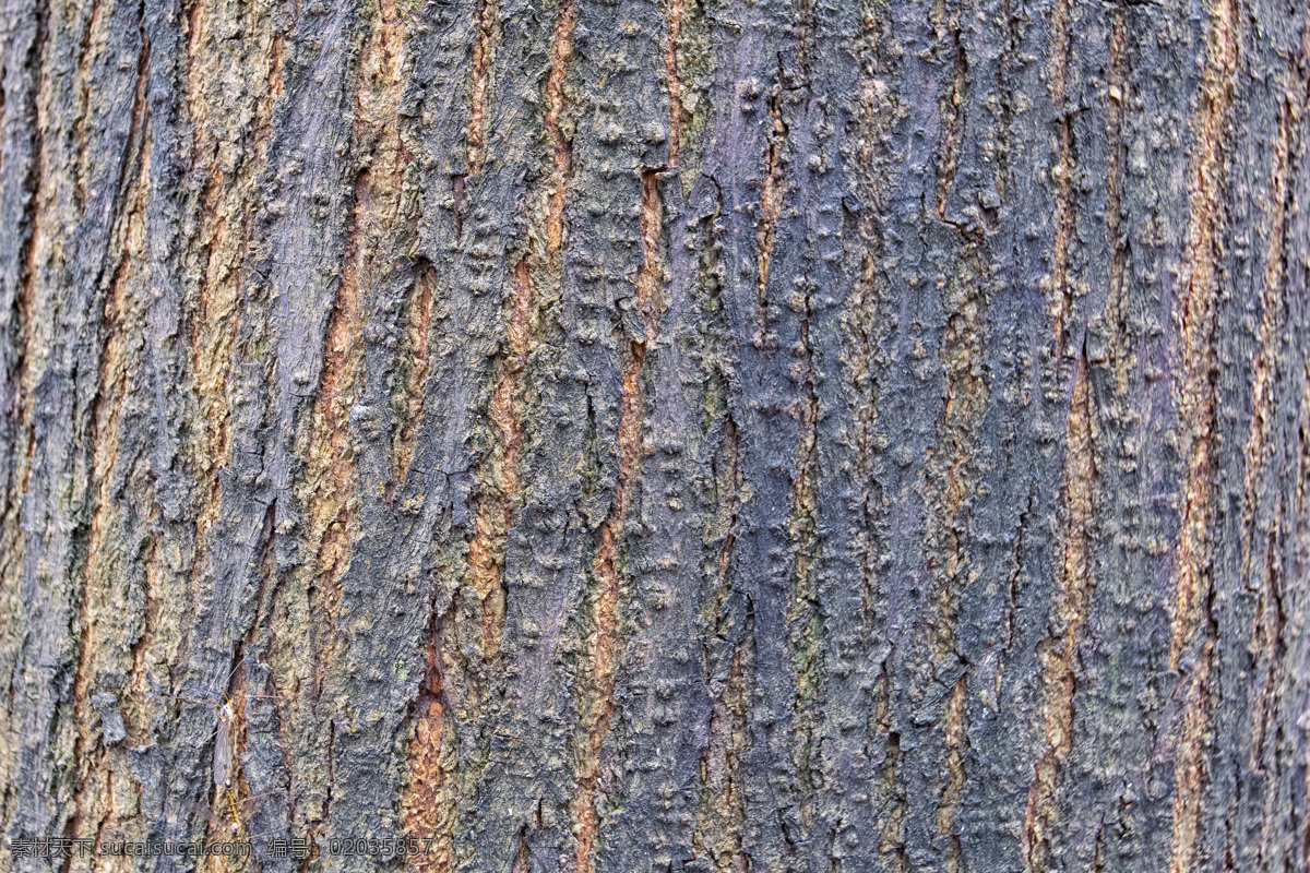 树木 纹理 质感 商用 木纹 照片 背景
