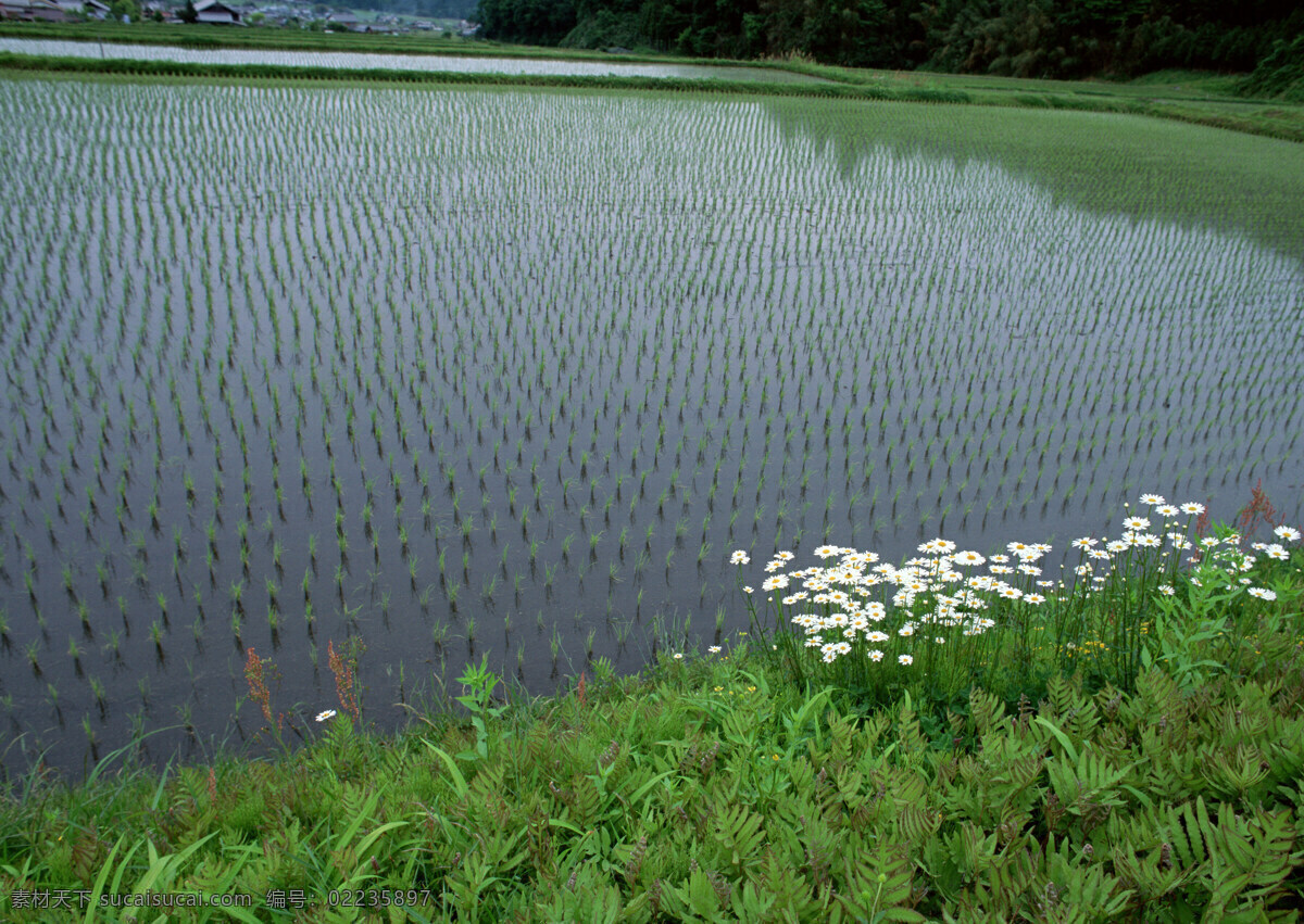 稻田 农田 水稻 乡村风光 田园风光 乡村田园风光 自然景观