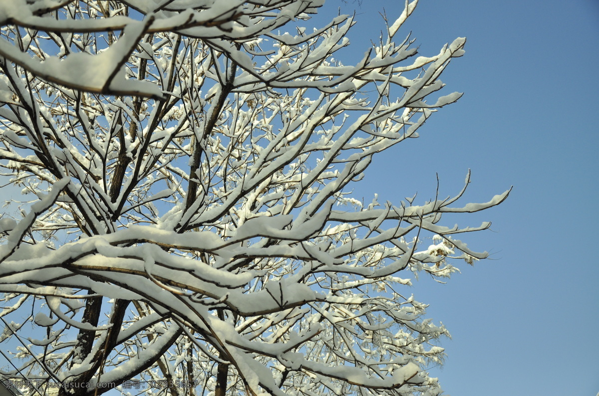 冬雪 冬天 雪 枝头雪 蓝天 雪树 树木树叶 生物世界 灰色