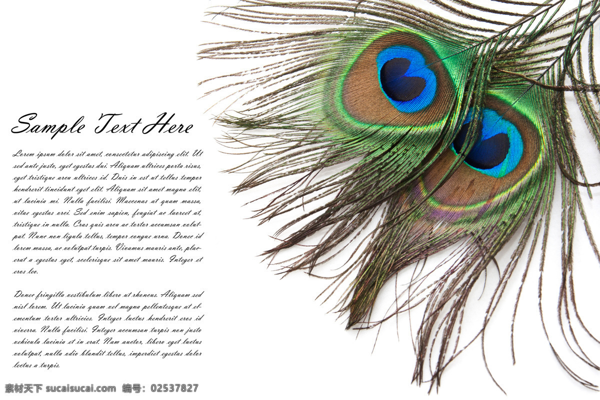 美丽 孔雀 羽毛 动物 孔雀羽毛 背景素材 背景图片 空中飞鸟 生物世界