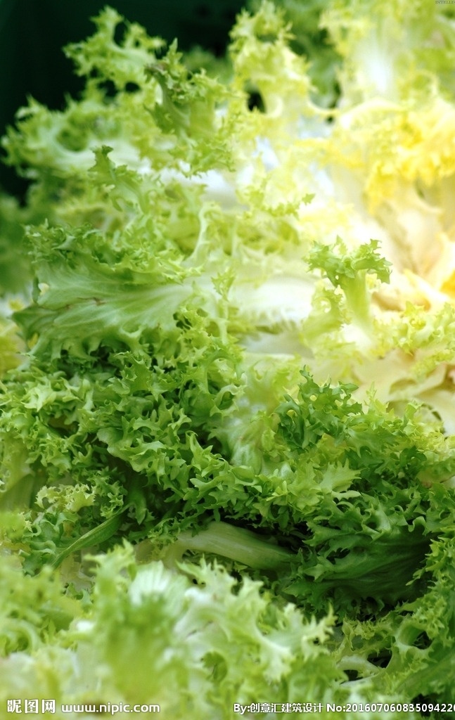 生菜 菜叶 瓜果 蔬菜 果实 植物 作物 粮食 菜篮子 农场品 农业 蔬菜摄影 生物世界