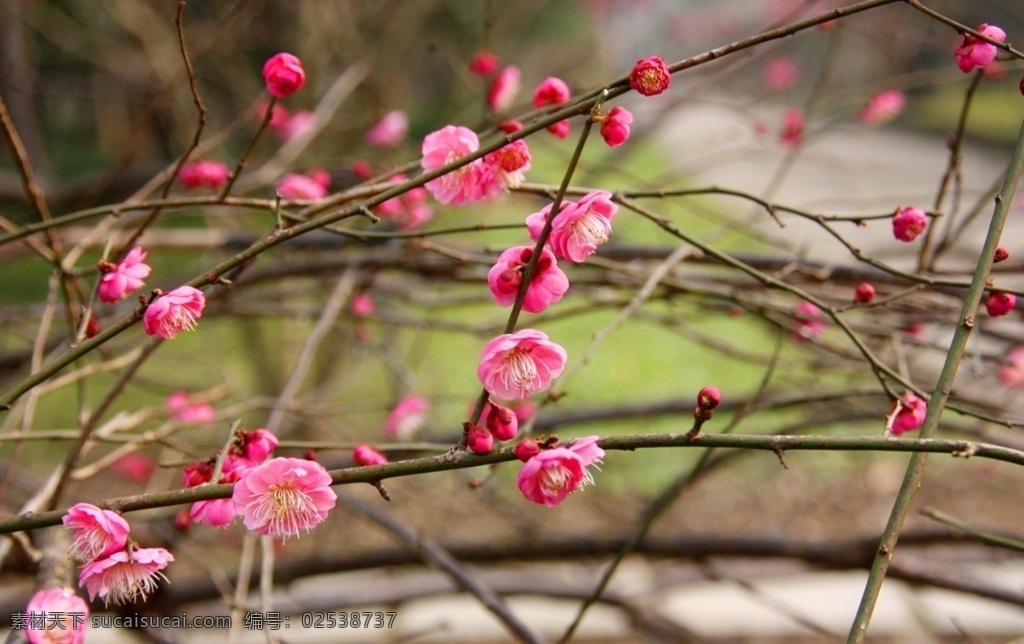 腊梅花图片 腊梅花 梅花 花之物语 花艺 观赏植物 花朵 花瓣 花枝 园艺 园林 生物世界 花草