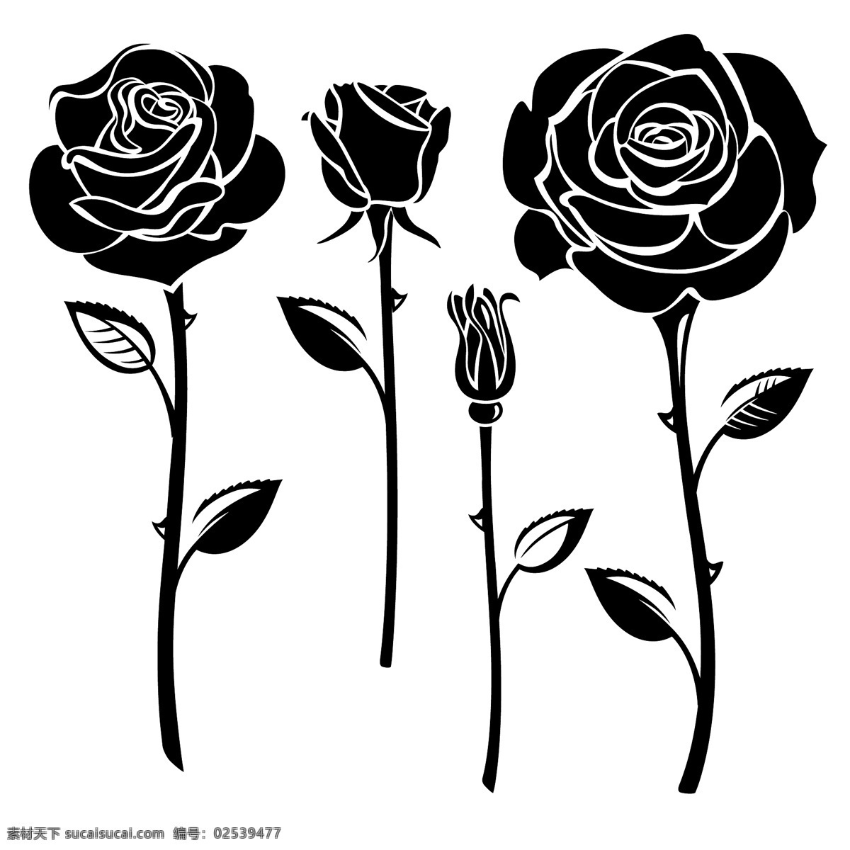 黑白 时尚 玫瑰花 插画 花卉 手绘 植物