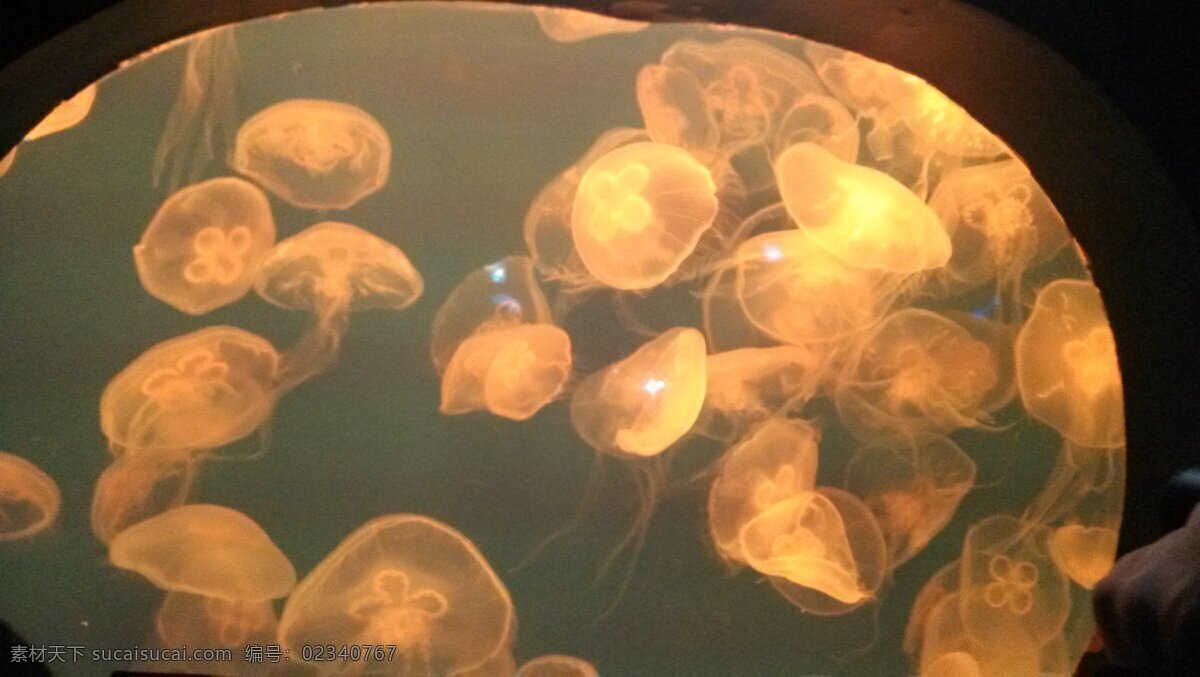 水母 群 海洋馆 海洋生物 生物世界 展览 水母群 装饰素材 展示设计