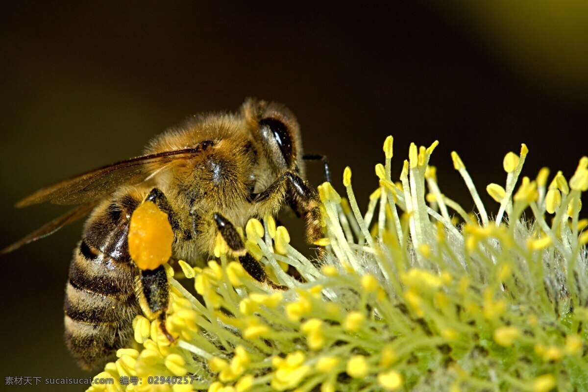 蜜蜂 花蕾 玫瑰 花 自然 月季 美丽 柳仙谷 自然景观 自然风景 动物摄影 生物世界 昆虫