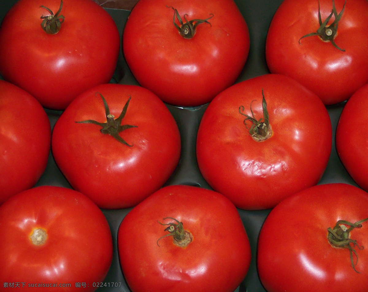西红柿图片 西红柿 蔬菜 圣女果 番茄 食物 西红柿素材 生物世界