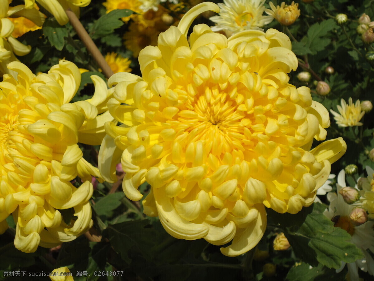 菊花 花 花草 活力 漂亮 生物世界 温馨 野菊 中山公园 菊花展览 美 争艳 装饰素材 展示设计