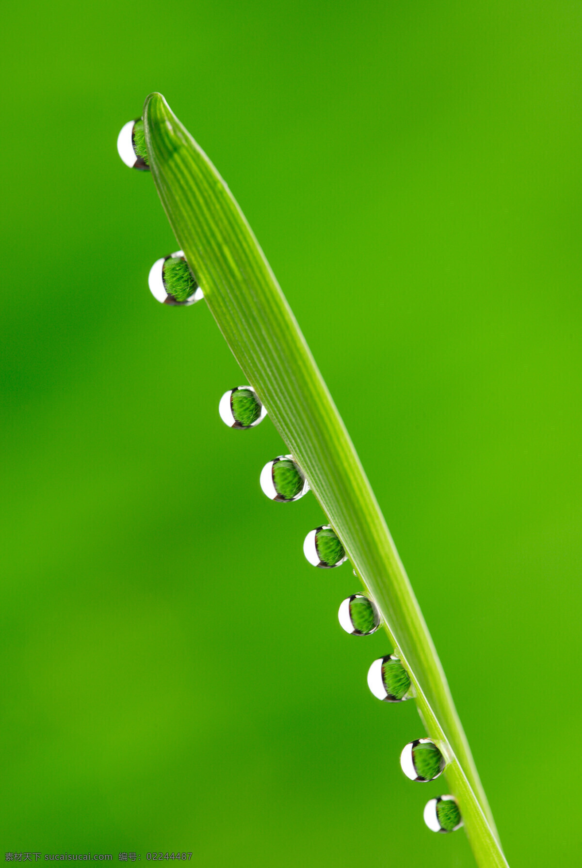 露水 露珠 绿色 绿叶 绿叶水滴 生物世界 树木树叶 水珠 水滴 透明水珠 晨露 植物世界 psd源文件