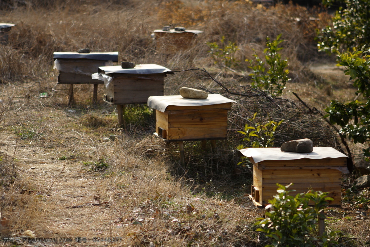 蜂箱 蜜蜂 蜂槽 蜂蜜 蜂胶 群居 昆虫 蜂王浆 蜜汁 工蜂 蜂巢 采蜜 酿蜜 养蜂 生物世界