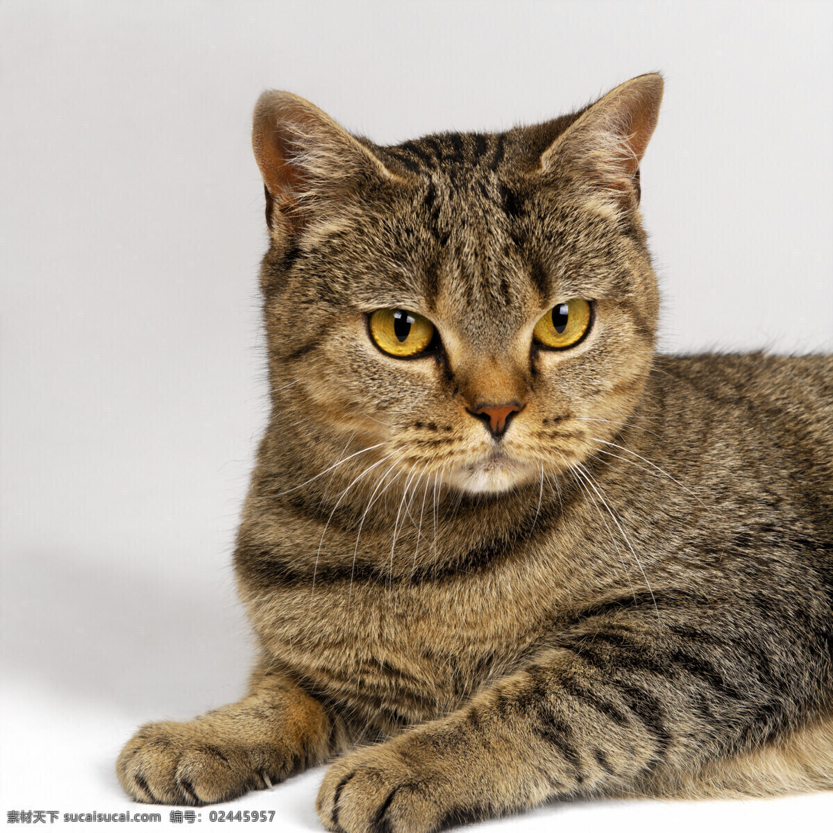 可爱 小猫 猫咪 萌 宠物猫 动物世界 猫咪图片 生物世界