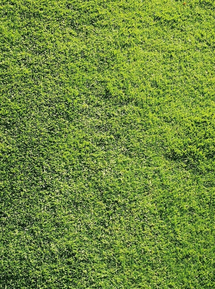 草地 绿地 草 绿色 草坪 绿草 花草树木 草贴图 绿 贴图 高尔夫 昌黎黄金海岸 旅游摄影 国内旅游