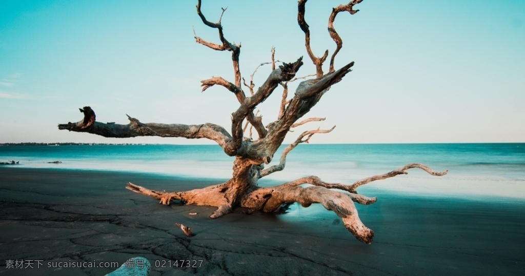 大海 沙滩 枯树 天空 风景 自然景观 自然风光