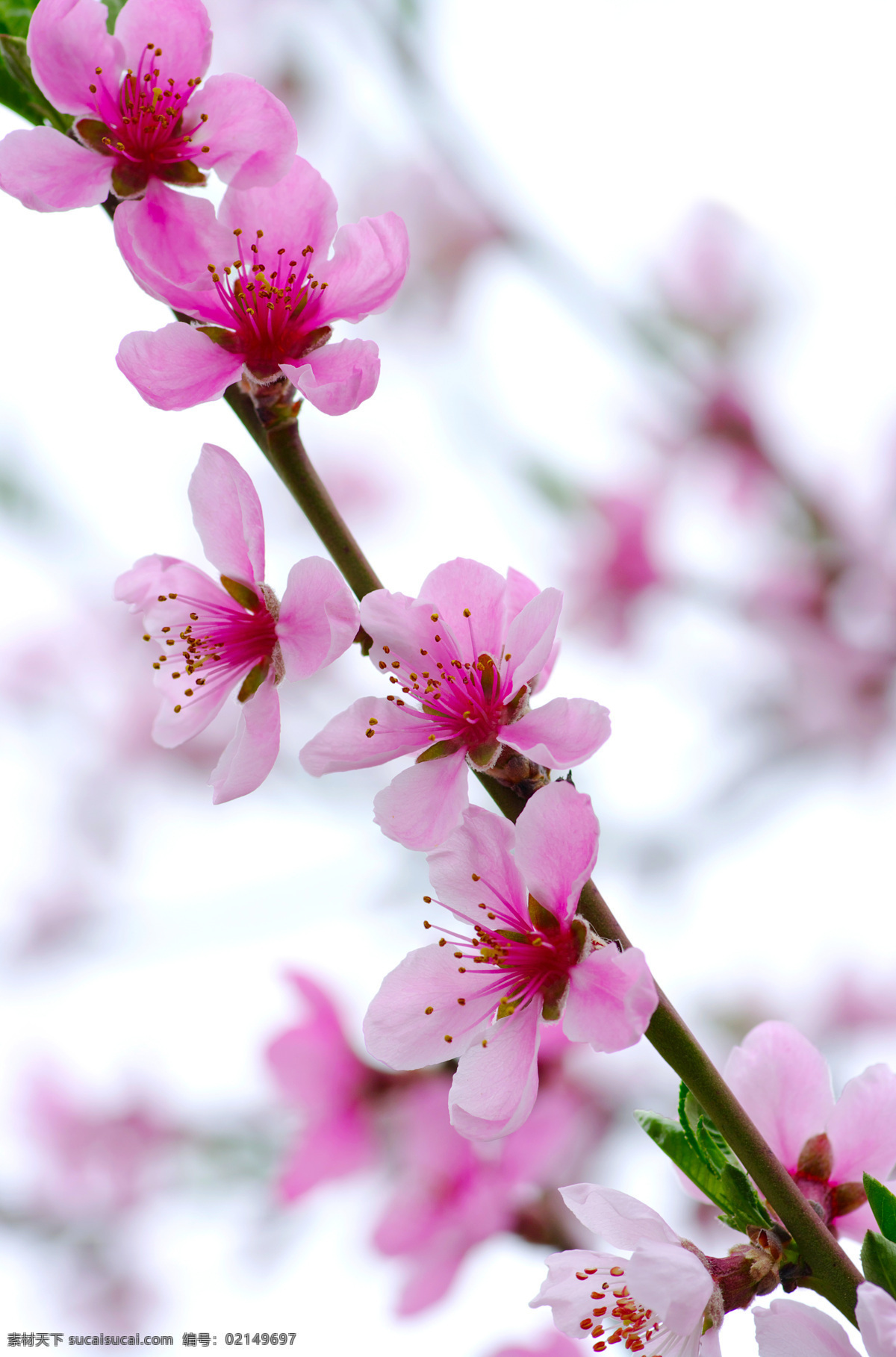 支 鲜艳 桃花 花蕊 树枝 植物 花卉 花草树木 生物世界