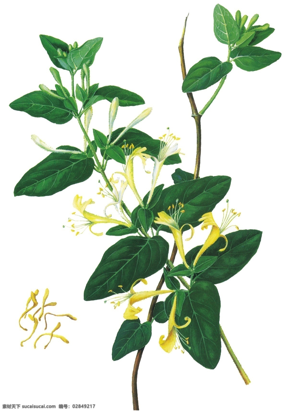 忍冬 本草纲目 中草药 中药 分层 源文件