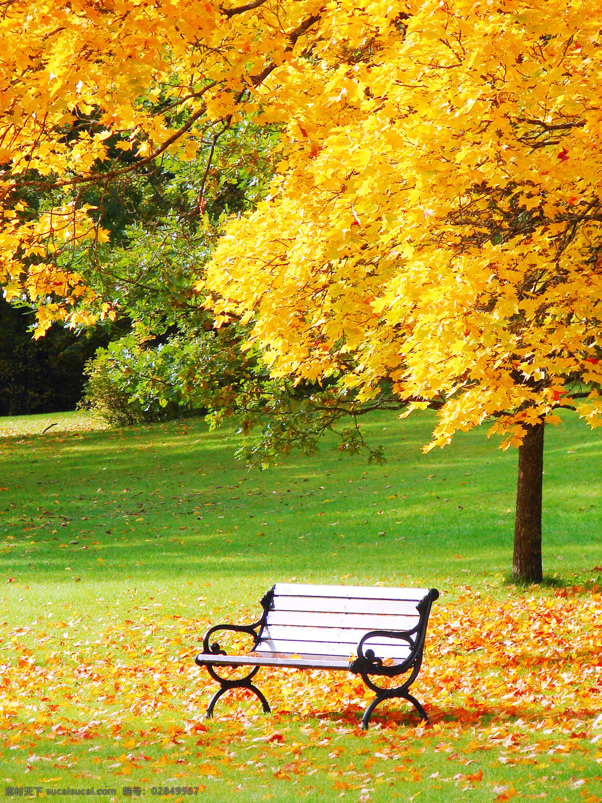 秋天 风景 高清 秋天的风景 高清图片 秋景 枫树 红叶 黄色 枯叶 落叶 枫林 生物世界 树木树叶
