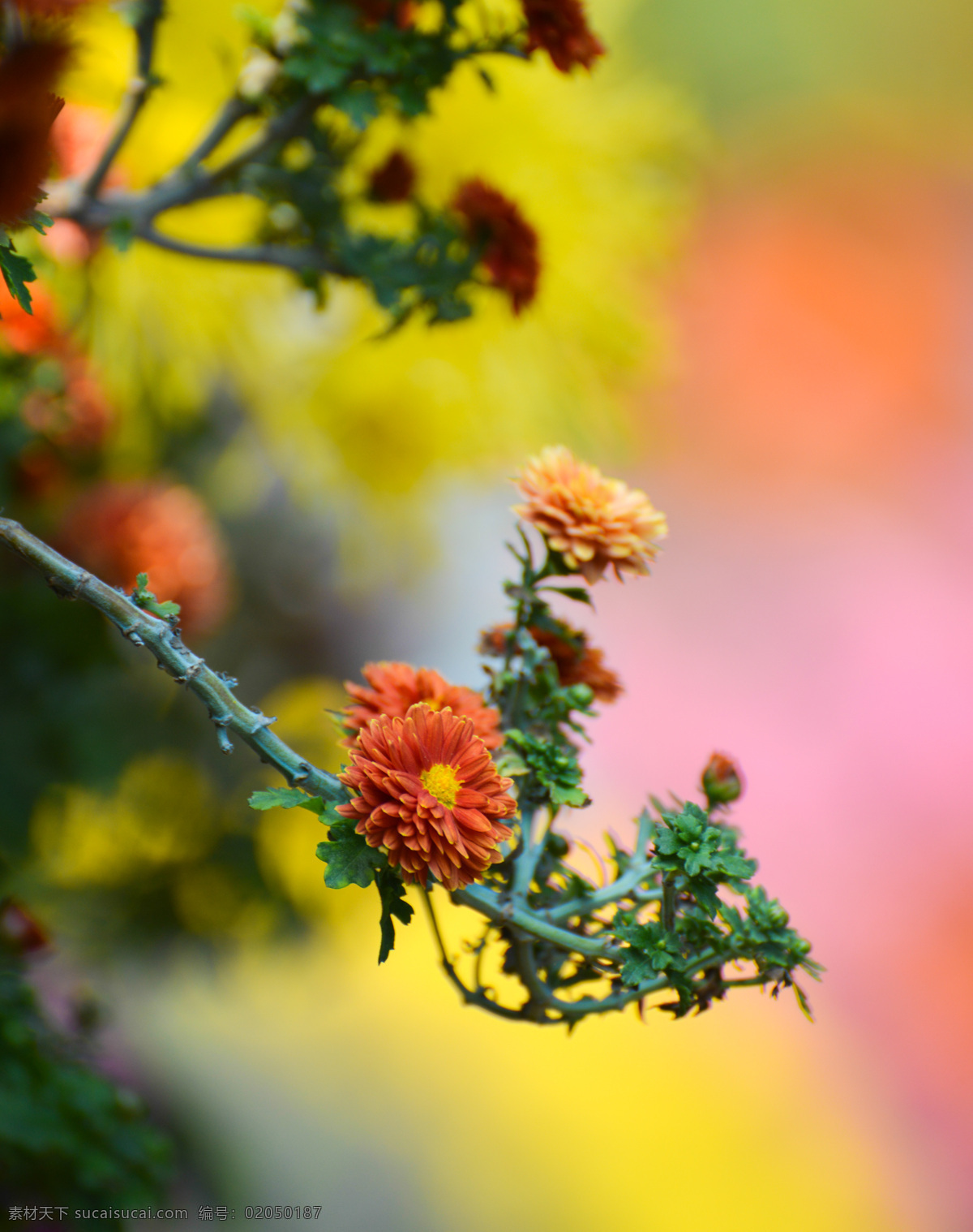 橘红菊花 绿叶 花朵 花径 菊花 虚背景 黄花芯 花枝 菊花朵朵 生物世界 花草 黄色