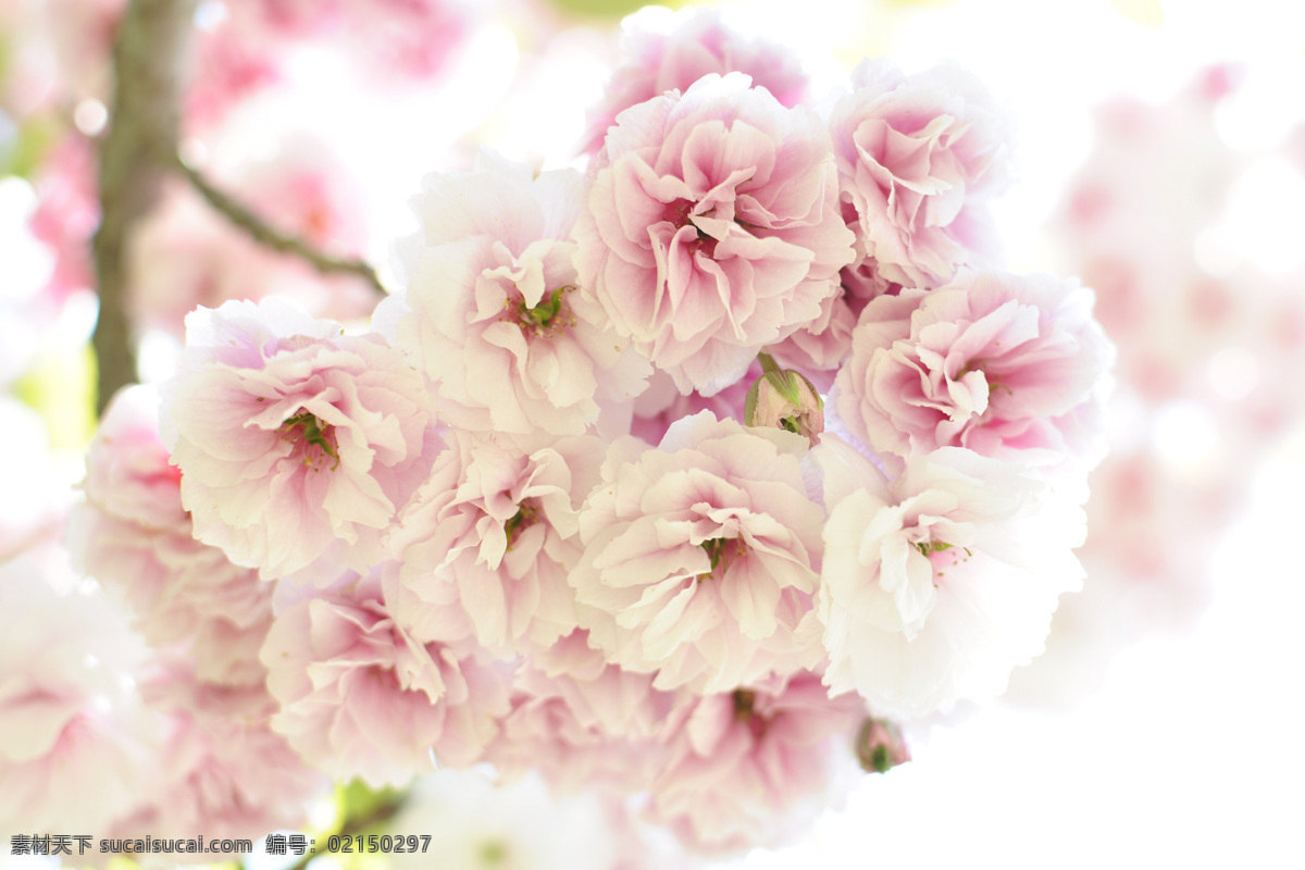 清新淡雅樱花 清新花朵 淡雅花朵 樱花 粉色花朵 花卉 花朵