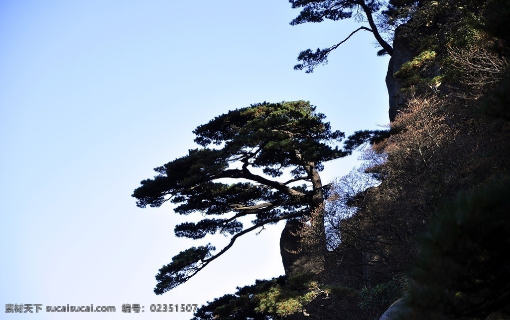 黄山松 松树 黄山 天下第一奇山 风景名胜 自然景观