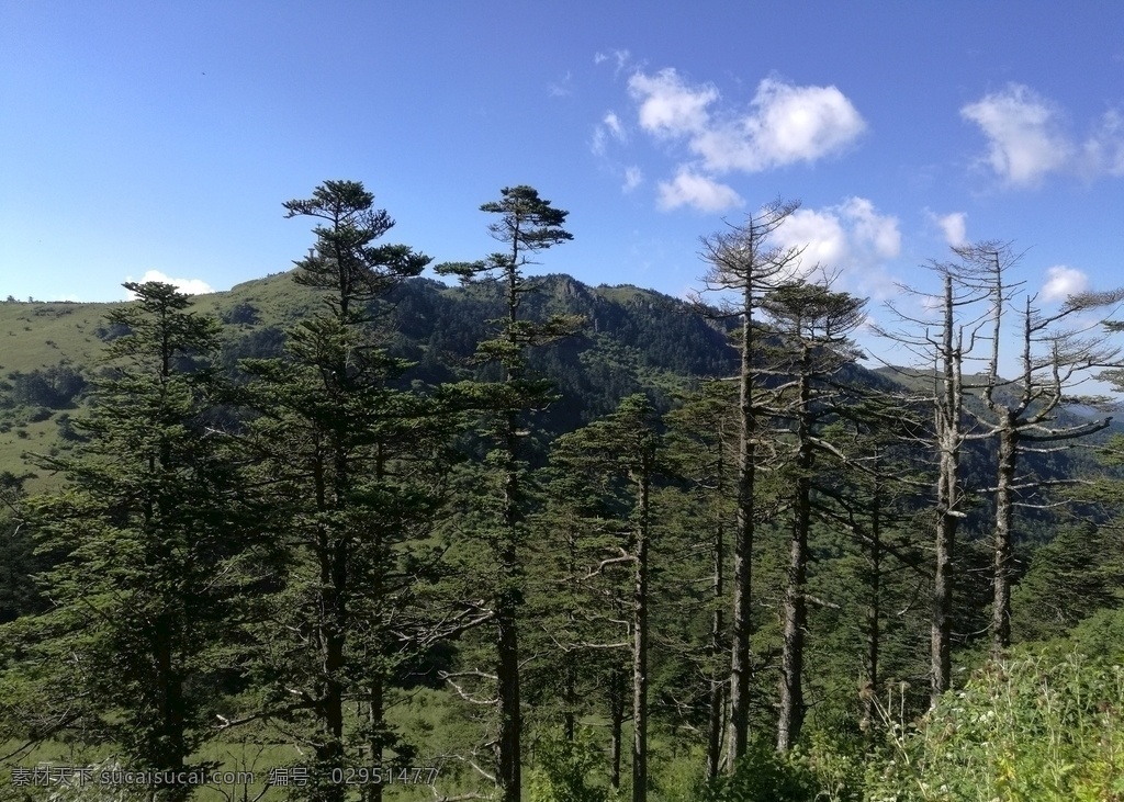 神农架风景 神农架 风景 山水 树木 自然 自然景观 自然风景