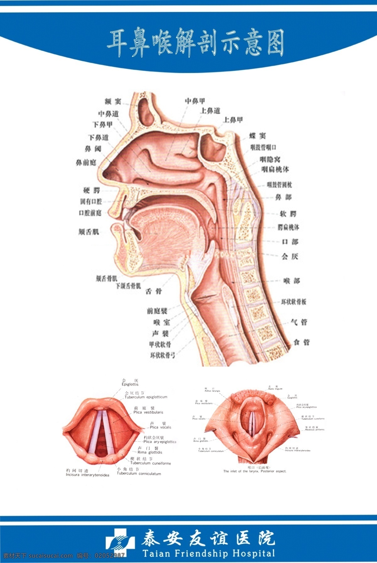 耳鼻喉解剖图 解剖 医院 男科 形象 展板 写真 妇科 耳鼻喉科 展板模板