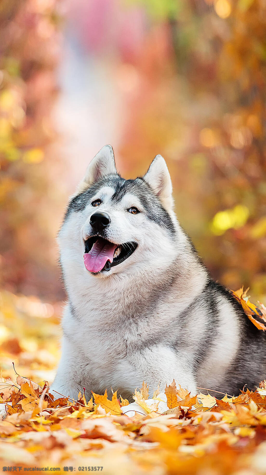 宠物狗 落叶 犬 手机壁纸 秋 背景虚化 共享 搜索 图 天地 灵宠 生物世界 家禽家畜
