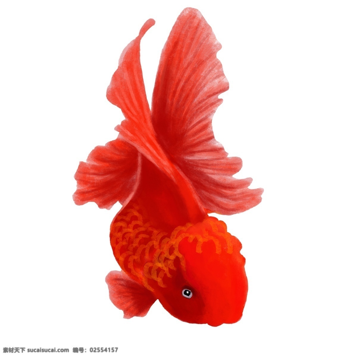 中国 风 红色 锦鲤 金鱼 红色金鱼 小金鱼 中国金鱼