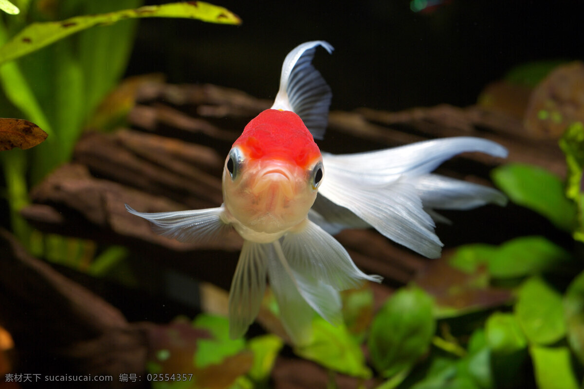 丹顶 红 金鱼 绿色植物 清水 生物世界 鱼类 丹顶红 丹顶红金鱼