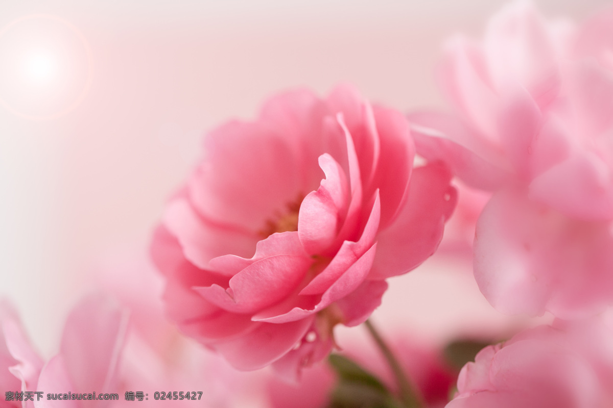 美丽鲜花背景 粉红色 玫瑰花 背景 鲜花摄影 美丽花卉 美丽花朵 鲜花背景 花草树木 生物世界 粉色