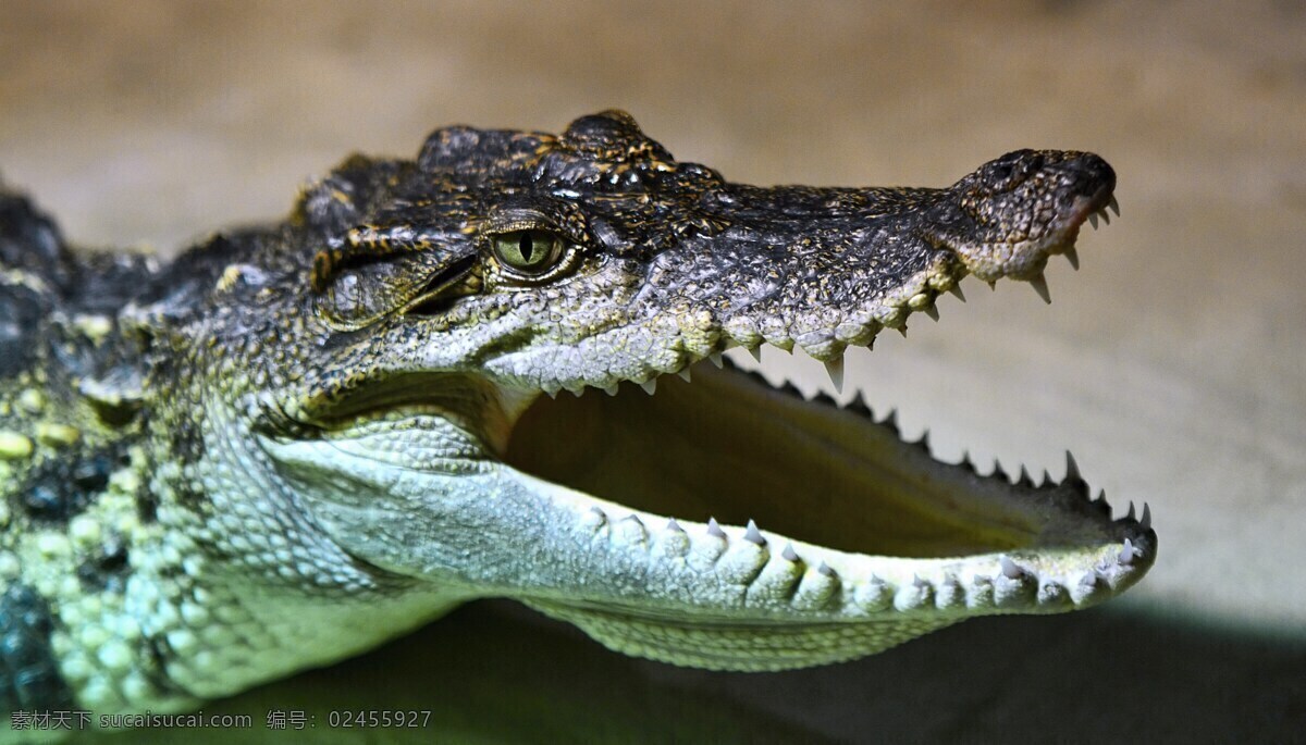 鳄鱼 扬子鳄 短尾鳄 爬行动物 野生动物 保护动物 猛兽 生物世界 鱼类