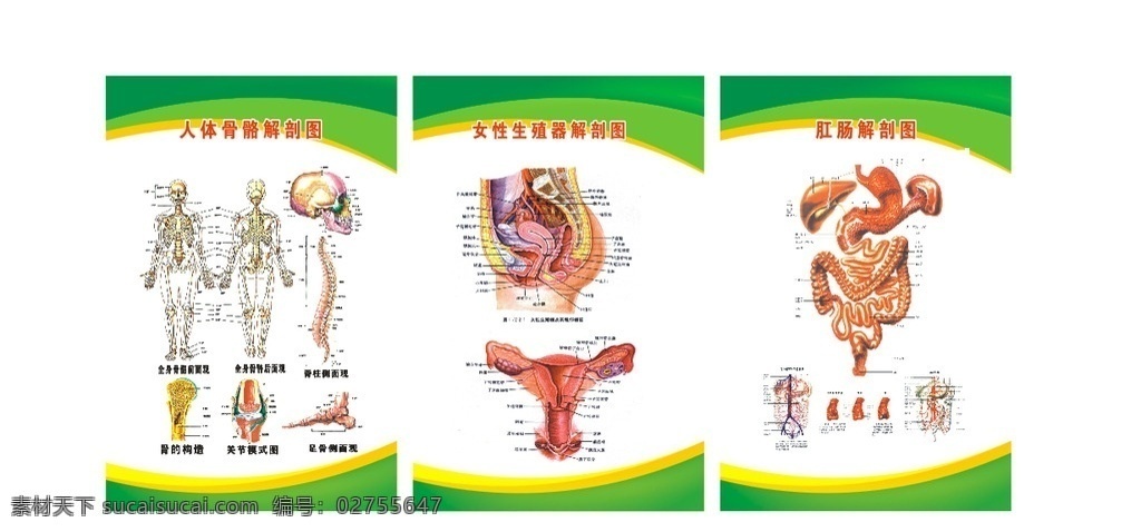 人体骨骼 女性生殖图 肛肠解剖图 医院挂画 医院海报