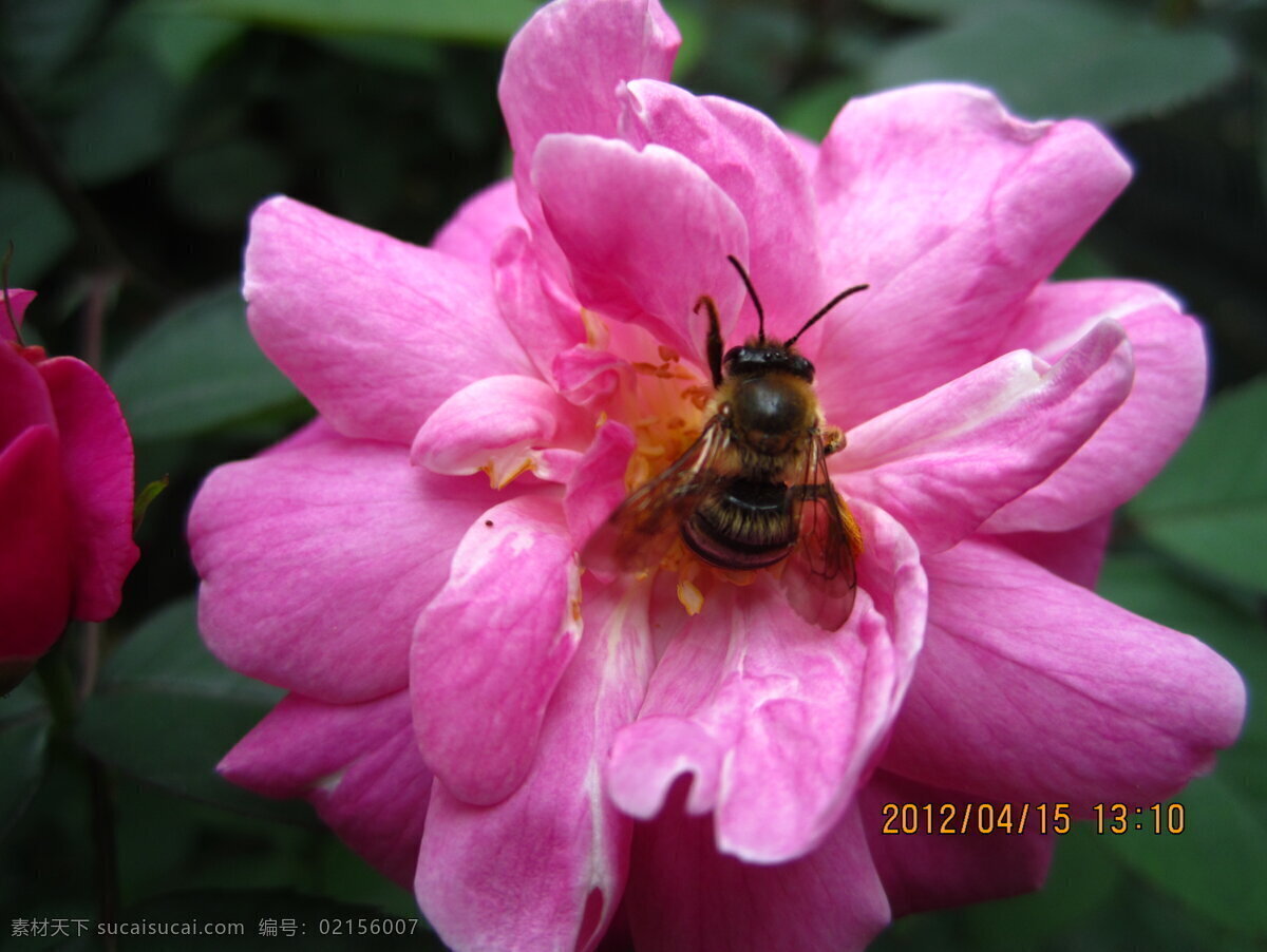 蜂 花 恋 动物 静物 昆虫 玫瑰花 蜜蜂 生物世界 植物 蜂花恋 野玫瑰