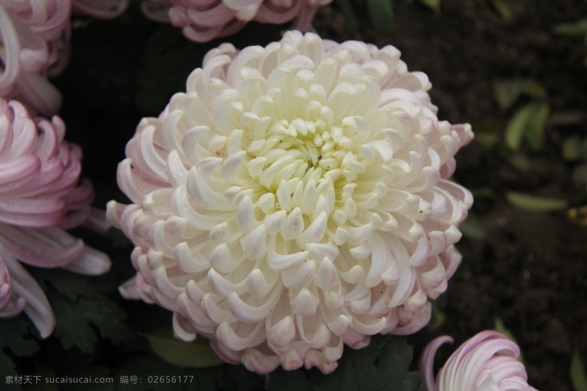 菊花 花草 开封 生物世界 二 十 九 届 展览会 菊展 秋菊 开 封二 花会 装饰素材 展示设计