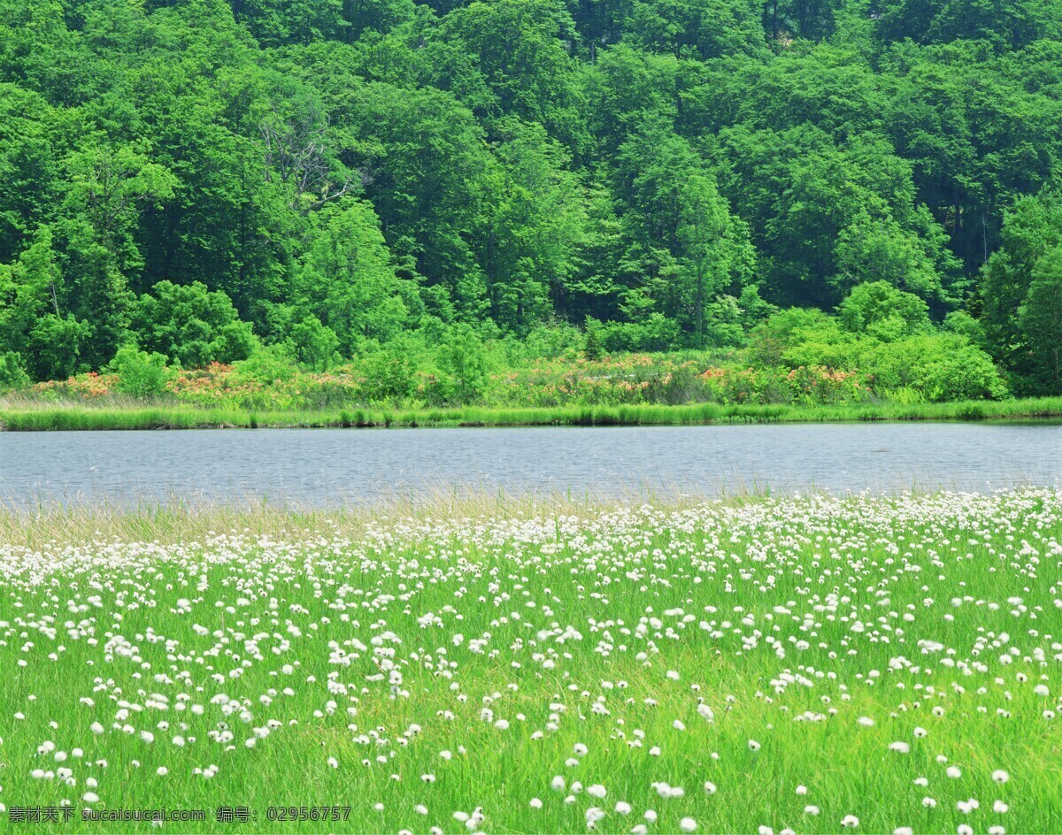 森林风景图片 自然景观 森林风景 行道树 行道树风景 自然风景 唯美风景 风景 风景图片 风景壁纸 大自然风景 自然风光 大自然风光 唯美图片 唯美壁纸 创意图片 植物 植物图片 绿色植物 花草树木 电脑壁纸 美景 美景图片 美景壁纸 旅游风景 森林 森林景观 森林植物