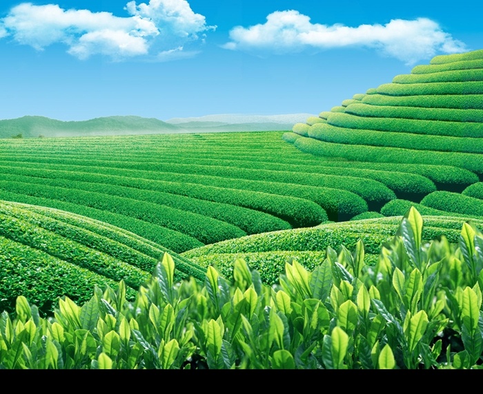 茶园风光 茶 茶园 茶叶 茶山 风景 风光 蓝天 绿色 绿叶 高清 生态 分层 源文件库 集