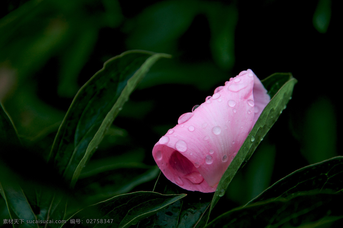 花瓣 花与露 落红 花叶 露珠 雨露 绿叶 芍药花 落花 花草 生物世界