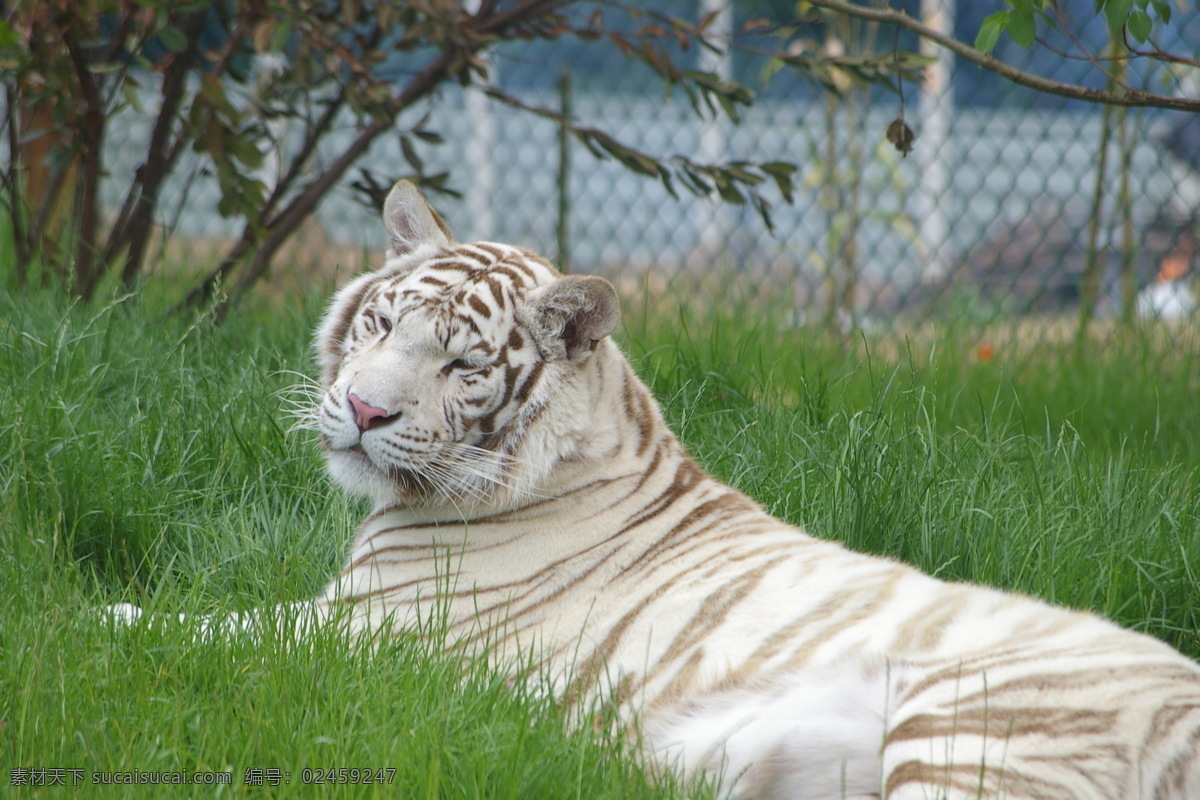 白虎 母老虎 食肉动物 猫科动物 虎 虎宝宝 凶猛 美洲虎 动物 哺乳动物