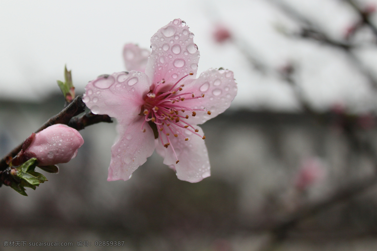 雨中桃花近景 雨中 桃花 桃花蕊 十里桃花 春天之景 自然景观 田园风光