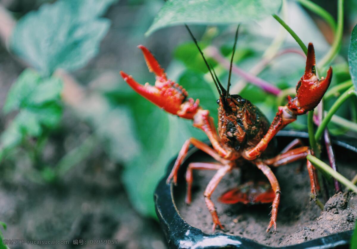 威武小龙虾 小龙虾 钳子 活跃 绿色 红色 获得小龙虾 美味 背景图 生物世界 野生动物