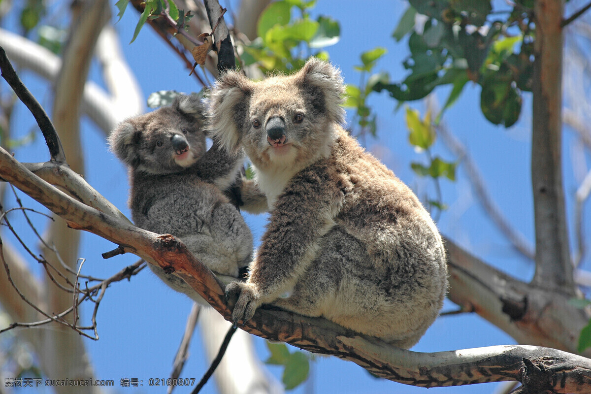 考拉 树袋熊 澳大利亚国宝 koala 澳洲野生动物 生物世界 野生动物