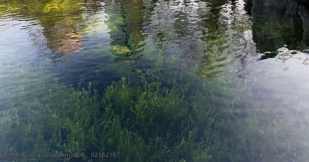 绿色水草 绿色 清新 清澈 湖水 水草 自然景观 山水风景