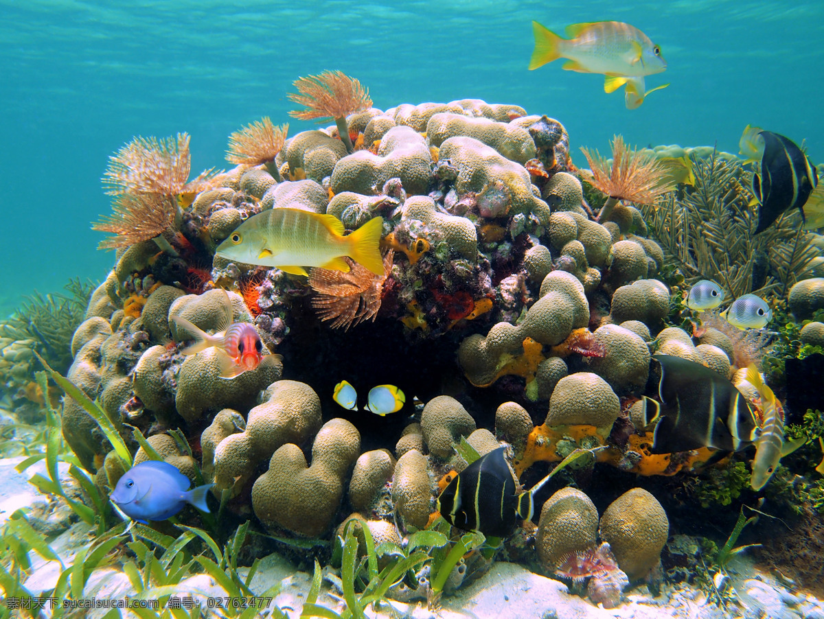 海洋生物 鱼 海底 水草 海底世界 鱼类 海底素材 大海 海水 鱼群 海底世界图片 珊瑚 海洋 生物世界