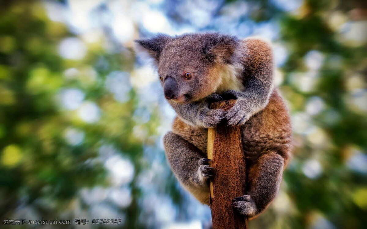 树熊 考拉 澳大利亚国宝 树栖动物 桉树 小熊 生物世界 野生动物